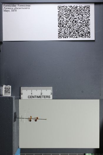 Media type: image;   Entomology 524719